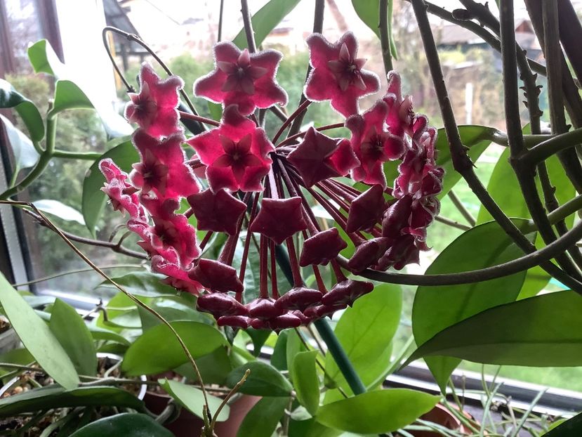  - Pubicalyx Pink Silver