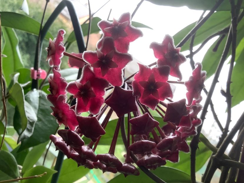  - Pubicalyx Pink Silver