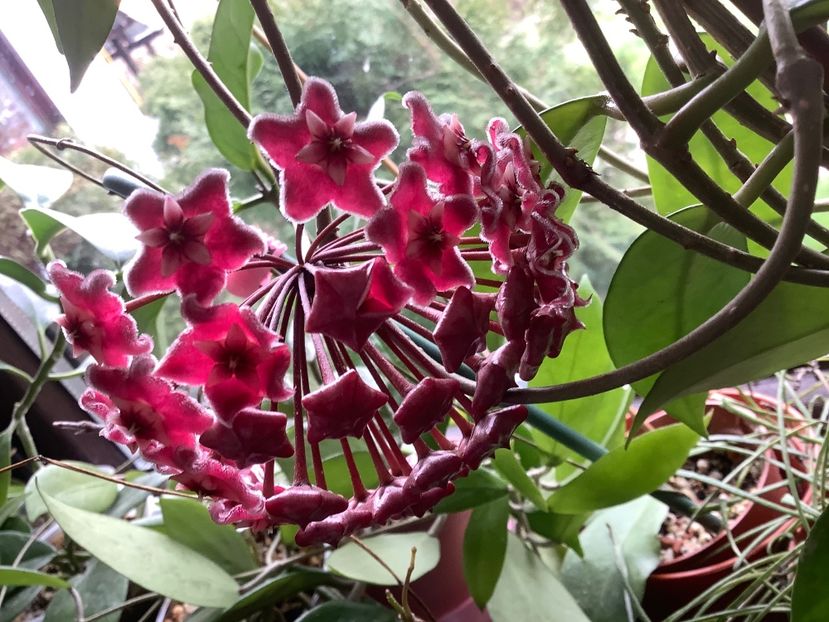  - Pubicalyx Pink Silver