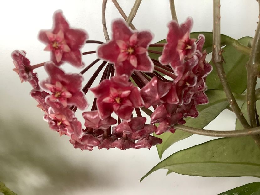  - Pubicalyx Pink Silver