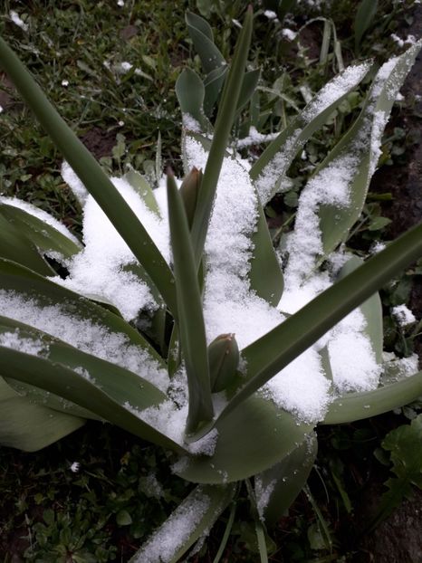  - AAAA_LALELE 2019_2020_2022_2023