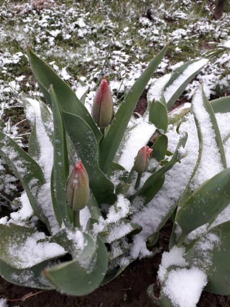  - AAAA_LALELE 2019_2020_2022_2023