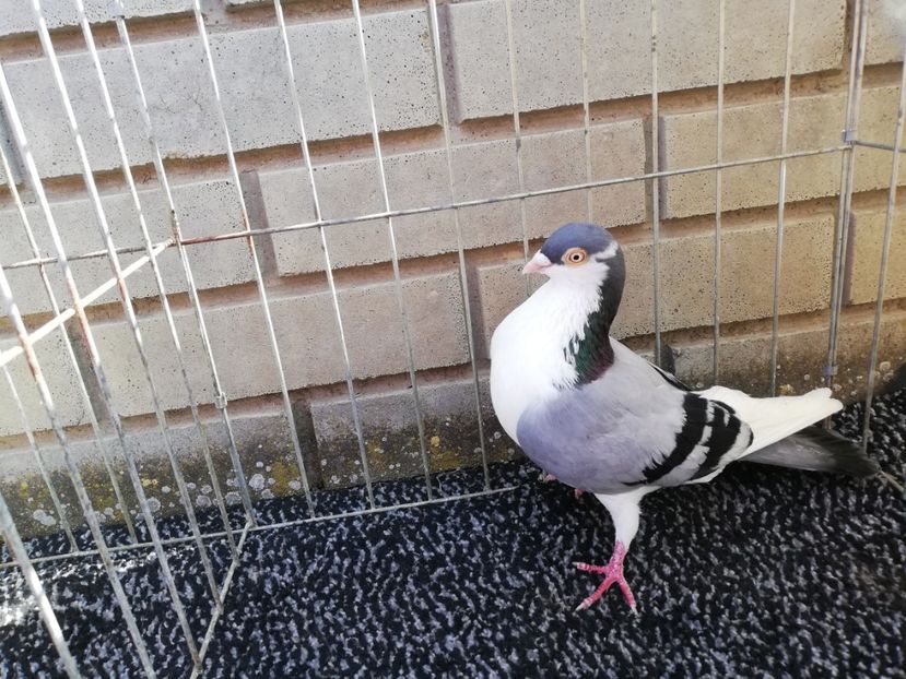  - Jucători de Galați bălțat albastru