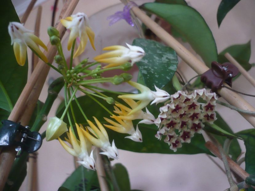 P1430439 - HOYA 2020-1