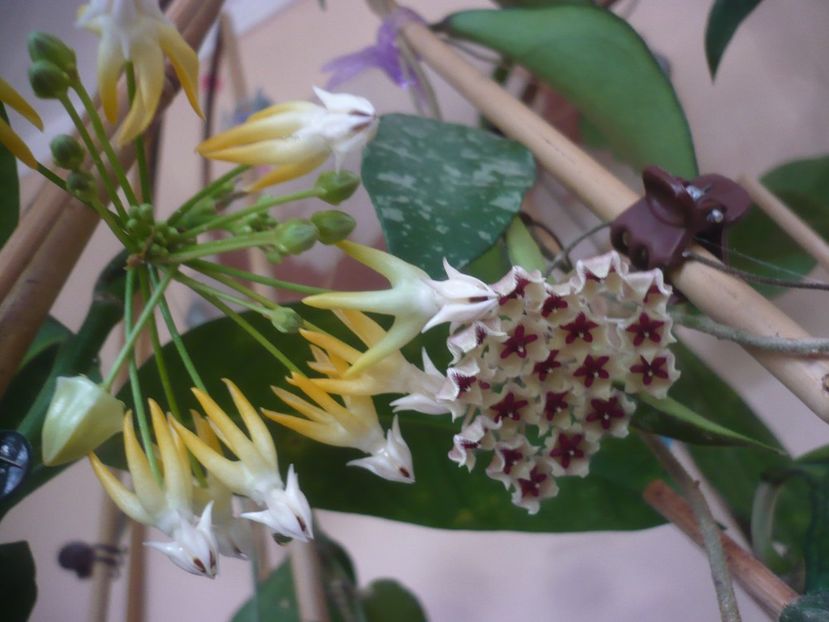 P1430440 - HOYA 2020-1