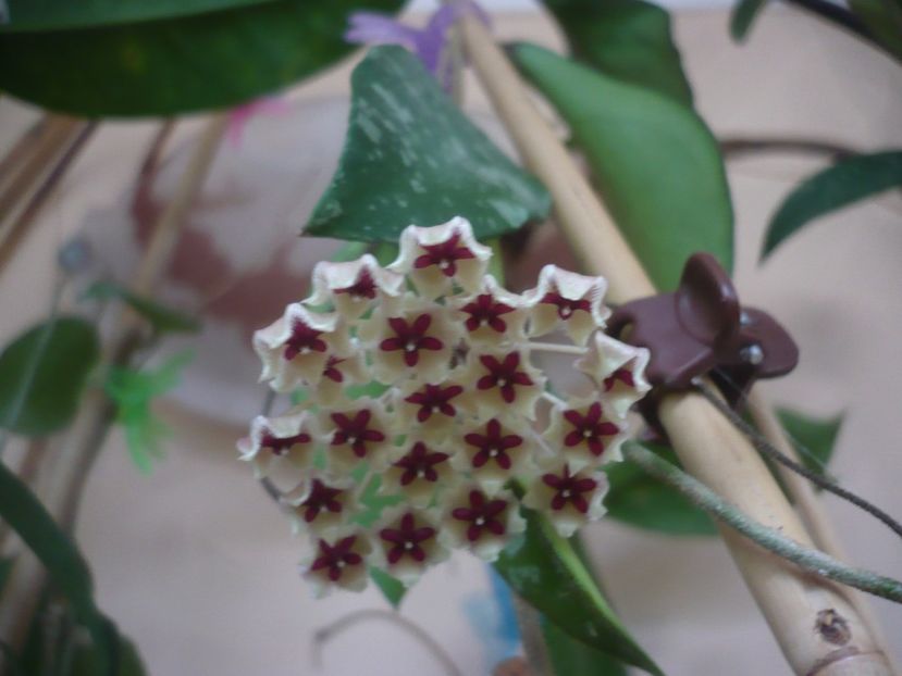 P1430437 - HOYA 2020-1