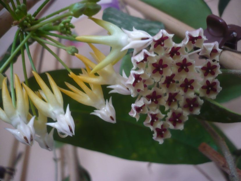 P1430441 - HOYA 2020-1