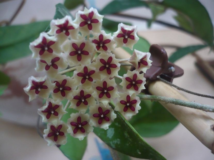 P1430445 - HOYA 2020-1