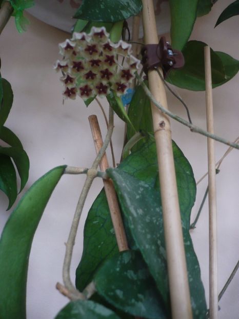 P1430446 - HOYA 2020-1