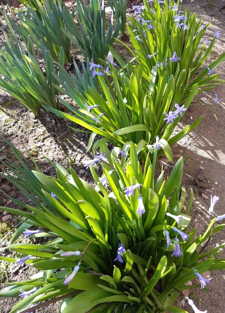  - Flori de Primavara _Vara 2020-2021