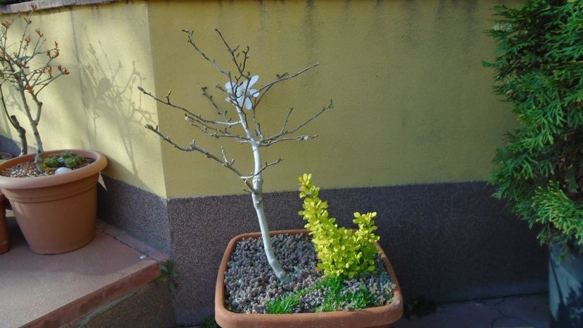 Magnolia stellata - Bonsai si prebonsai 2018-2020