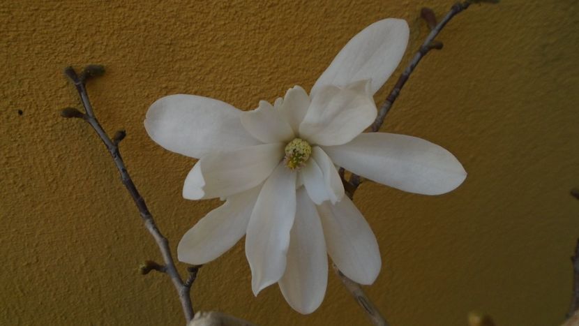 Magnolia stellata - Bonsai si prebonsai 2018-2020