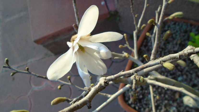 Magnolia stellata - Bonsai si prebonsai 2018-2020