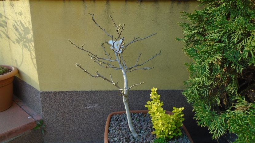 Magnolia stellata - Bonsai si prebonsai 2018-2020