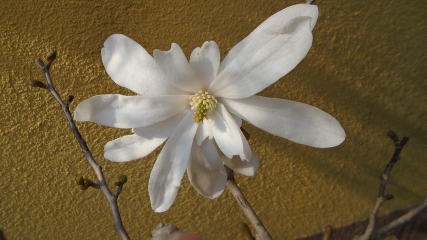 Magnolia stellata - Bonsai si prebonsai 2018-2020