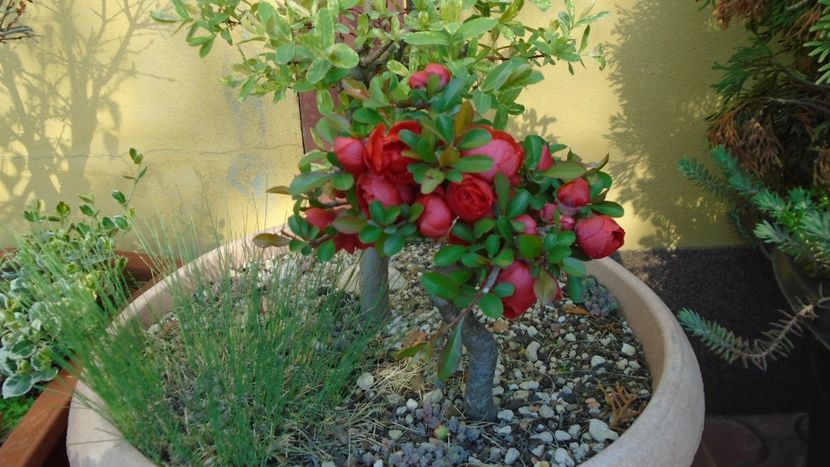 Gutui japonez - Bonsai si prebonsai 2018-2020