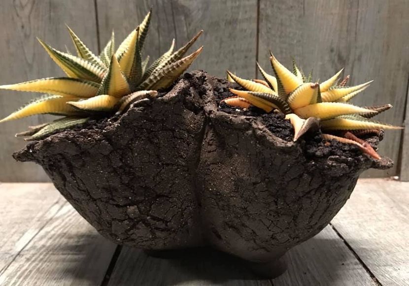 Haworthia limifolia variegata - Vase - aranjamente - accesorii