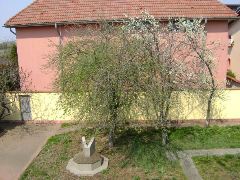 Pruni infloriti - Primavara 2020