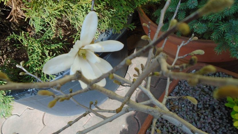 Magnolia stellata - Primavara 2020