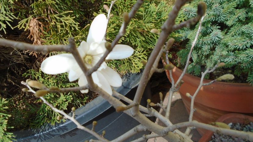 Magnolia stellata - Primavara 2020