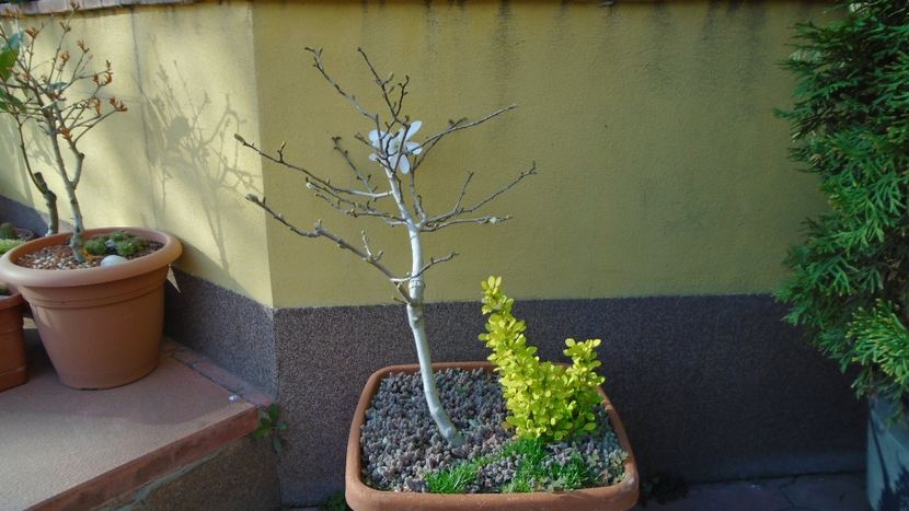 Magnolia stellata - Primavara 2020