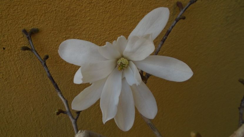 Magnolia stellata - Primavara 2020