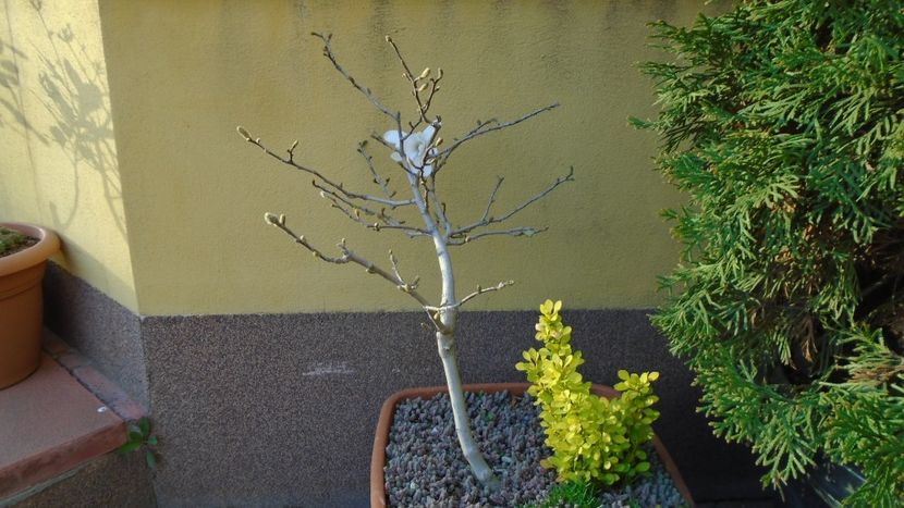 Magnolia stellata - Primavara 2020