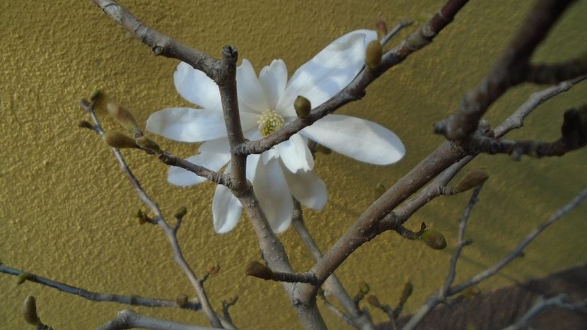 Magnolia stellata - Primavara 2020
