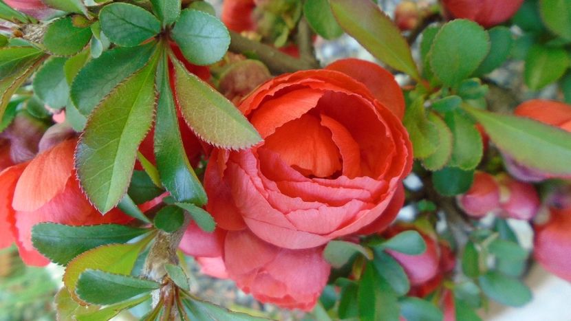 Gutui japonez, bonsai - Primavara 2020