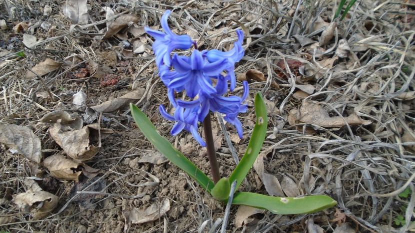 Zambile - Primavara 2020