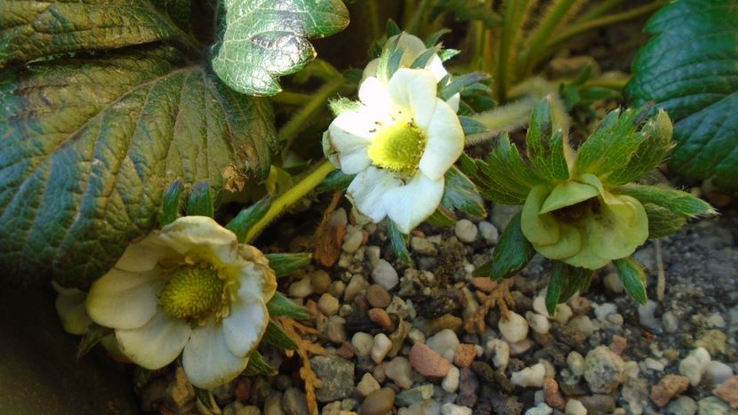 8 mart. 2020: Capsun - Flori in plina iarna