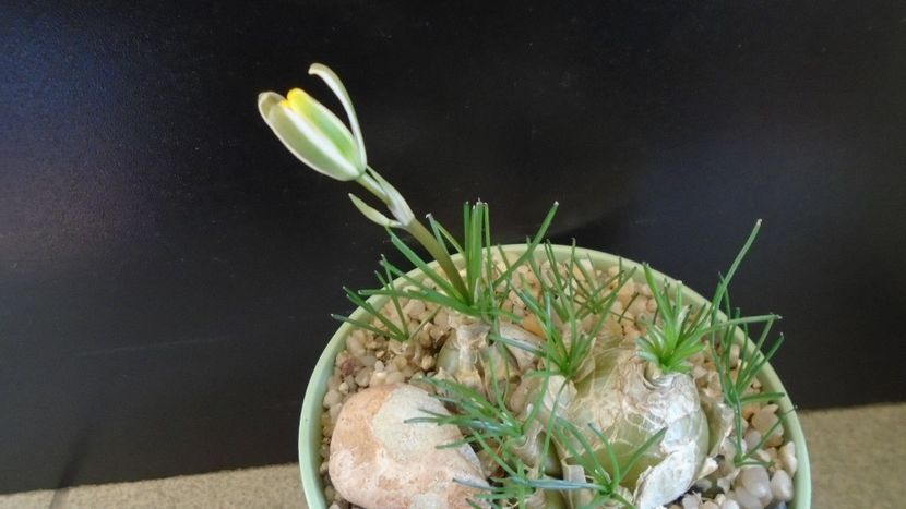 Albuca polyphylla Augrabies Hills - Caudiciforme - pachycaule si bulboase 2020