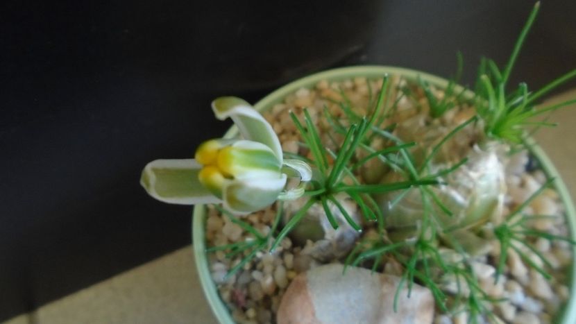 Albuca polyphylla Augrabies Hills - Caudiciforme - pachycaule si bulboase 2020