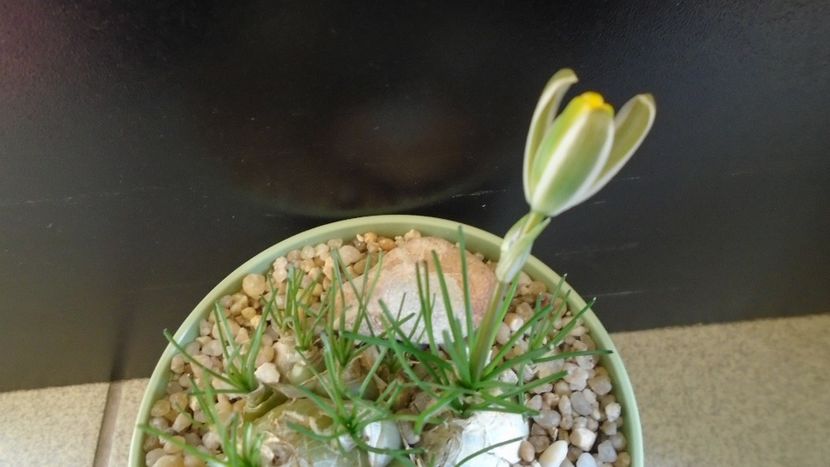 Albuca polyphylla Augrabies Hills - Caudiciforme - pachycaule si bulboase 2020