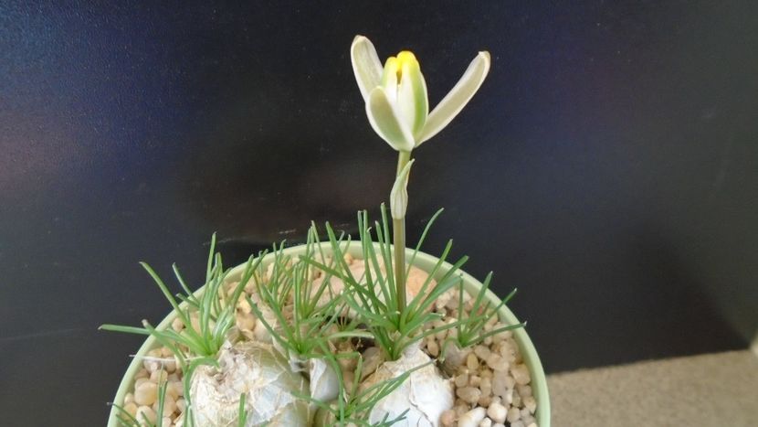 Albuca polyphylla Augrabies Hills - Caudiciforme - pachycaule si bulboase 2020