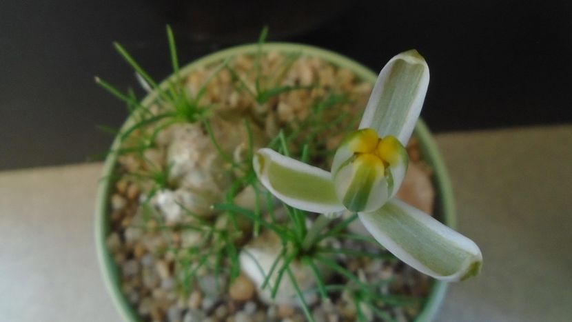 Albuca polyphylla Augrabies Hills - Caudiciforme - pachycaule si bulboase 2020