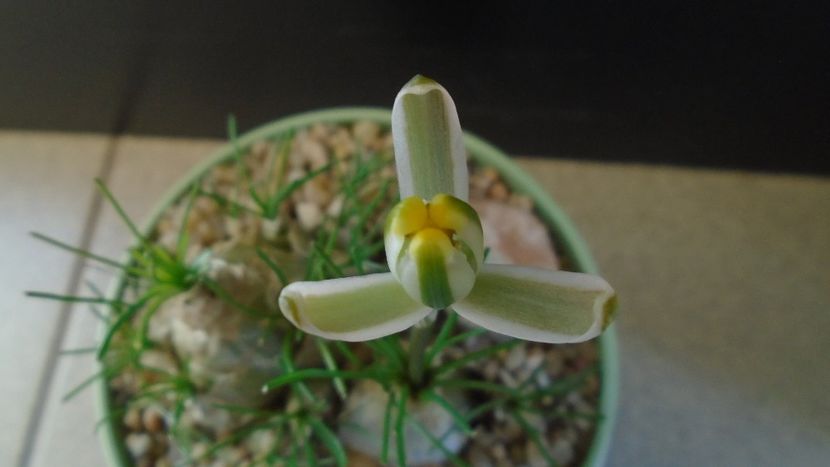 Albuca polyphylla Augrabies Hills - Caudiciforme - pachycaule si bulboase 2020