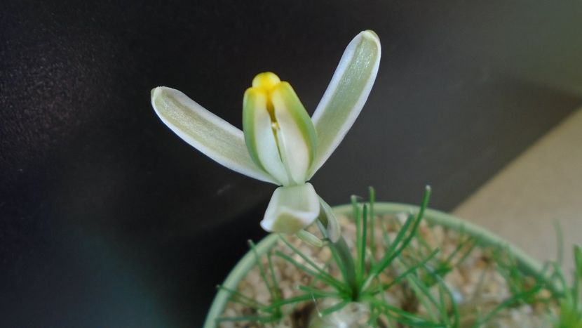 Albuca polyphylla Augrabies Hills - Caudiciforme - pachycaule si bulboase 2020