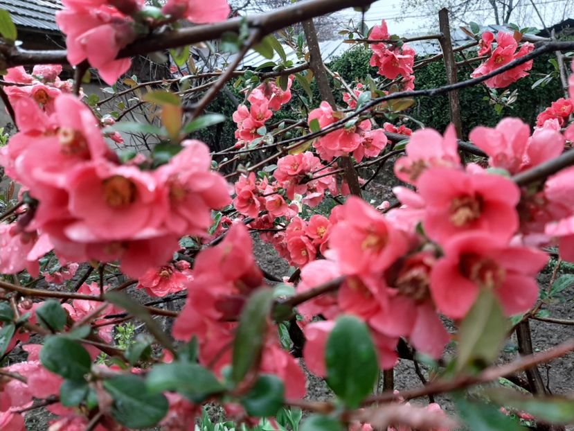  - La țară în martie 2020