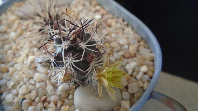 Echinocereus davisi brevispinus - Cactusi 2020 evolutie
