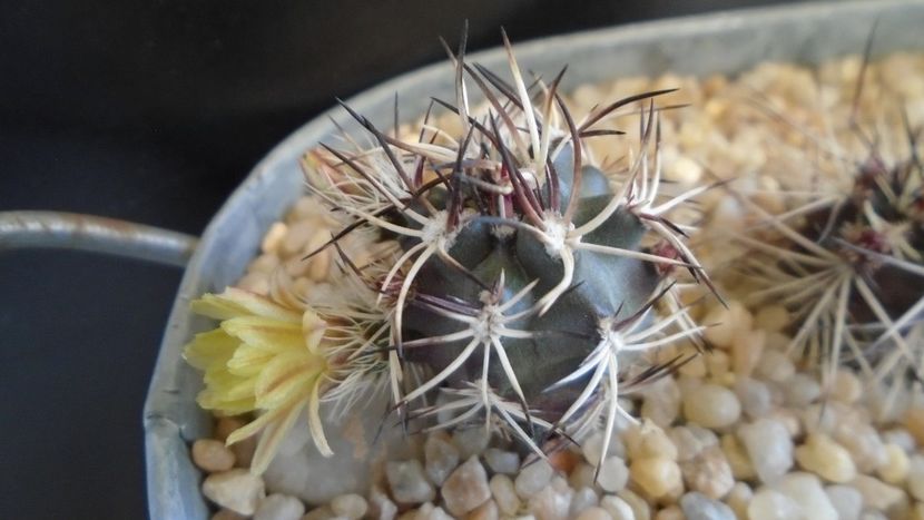 Echinocereus davisi brevispinus - Cactusi 2020 evolutie