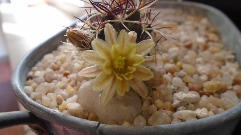 Echinocereus davisi brevispinus - Cactusi 2020 evolutie