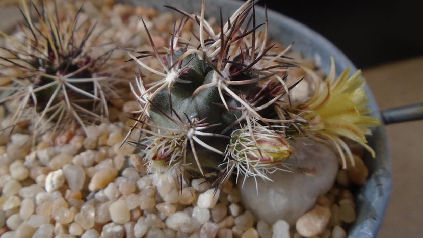Echinocereus davisi brevispinus & Echinocereus davisi - Cactusi 2020 evolutie
