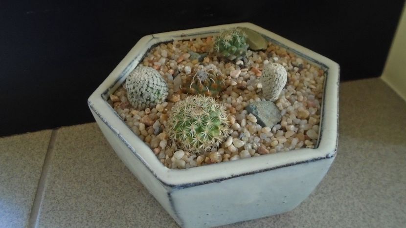 Grup de 5 Turbinicarpus - Cactusi 2020 evolutie