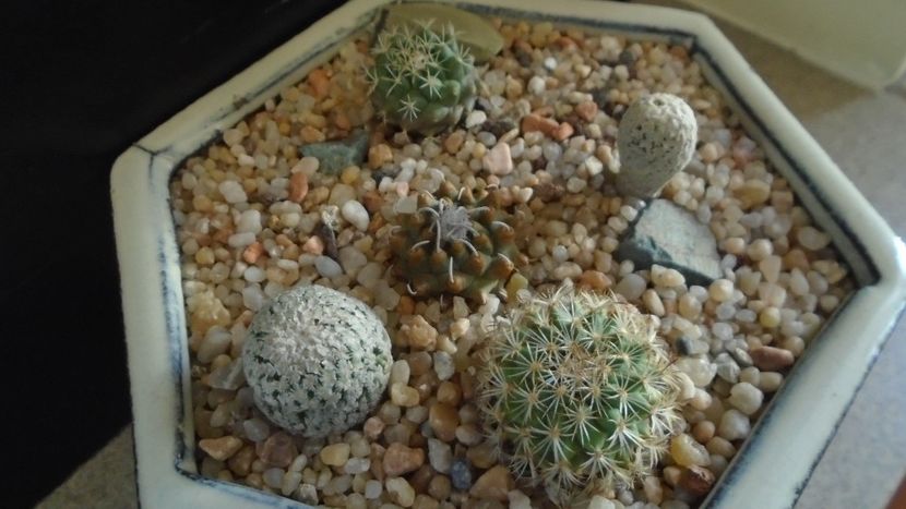 Grup de 5 Turbinicarpus - Cactusi 2020 evolutie
