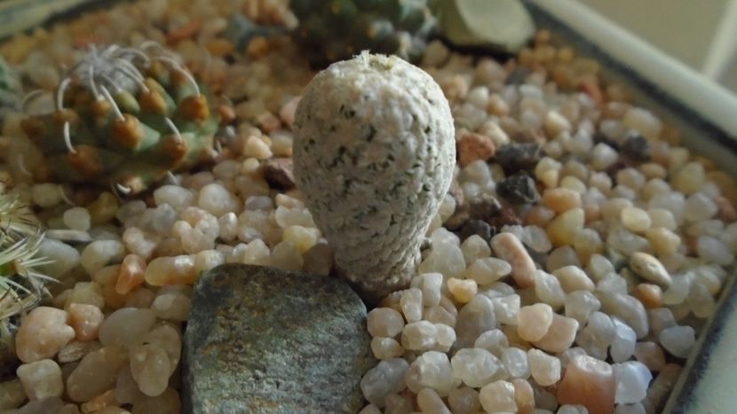 Turbinicarpus valdezianus - Cactusi 2020 evolutie