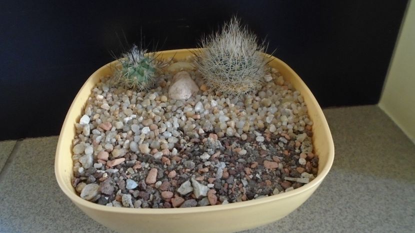 Grup de 2 Turbinicarpus - Cactusi 2020 evolutie