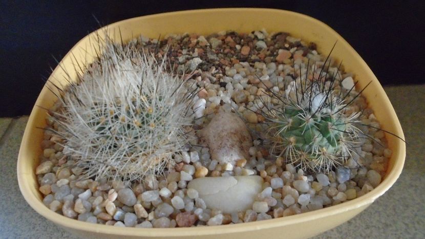Grup de 2 Turbinicarpus - Cactusi 2020 evolutie