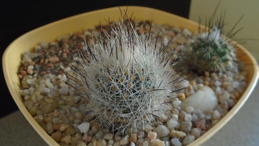Grup de 2 Turbinicarpus - Cactusi 2020 evolutie