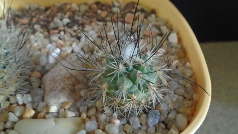 Turbinicarpus viereckii - Cactusi 2020 evolutie